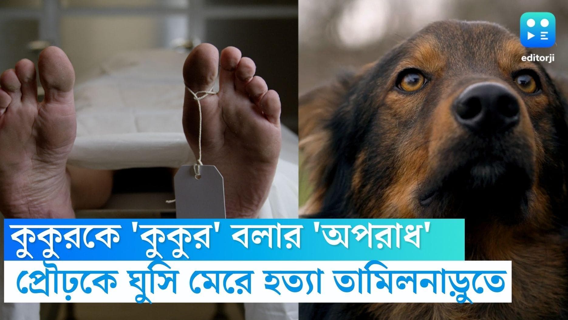 Tamil Nadu news: পোষ্য কুকুরদের 'কুকুর' বলে ডাকার 'অপরাধে' বুকে ঘুষি মেরে হত্যা প্রৌঢ়কে