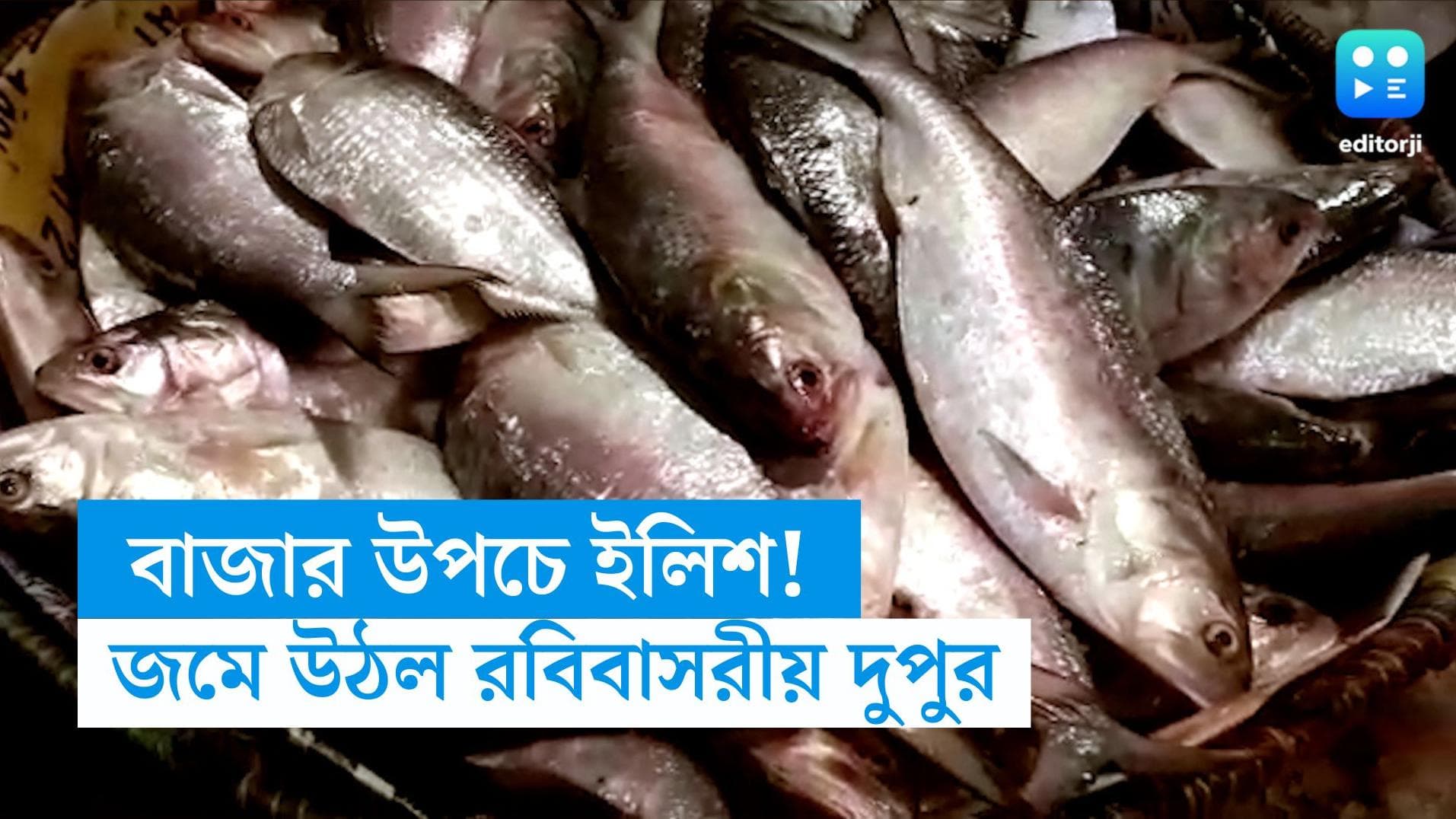 Hilsa in West Bengal: বর্ষায় বাঙালির পাতে পড়ছে ইলিশ,কলকাতায় দাম যদিও বেশ বেশি