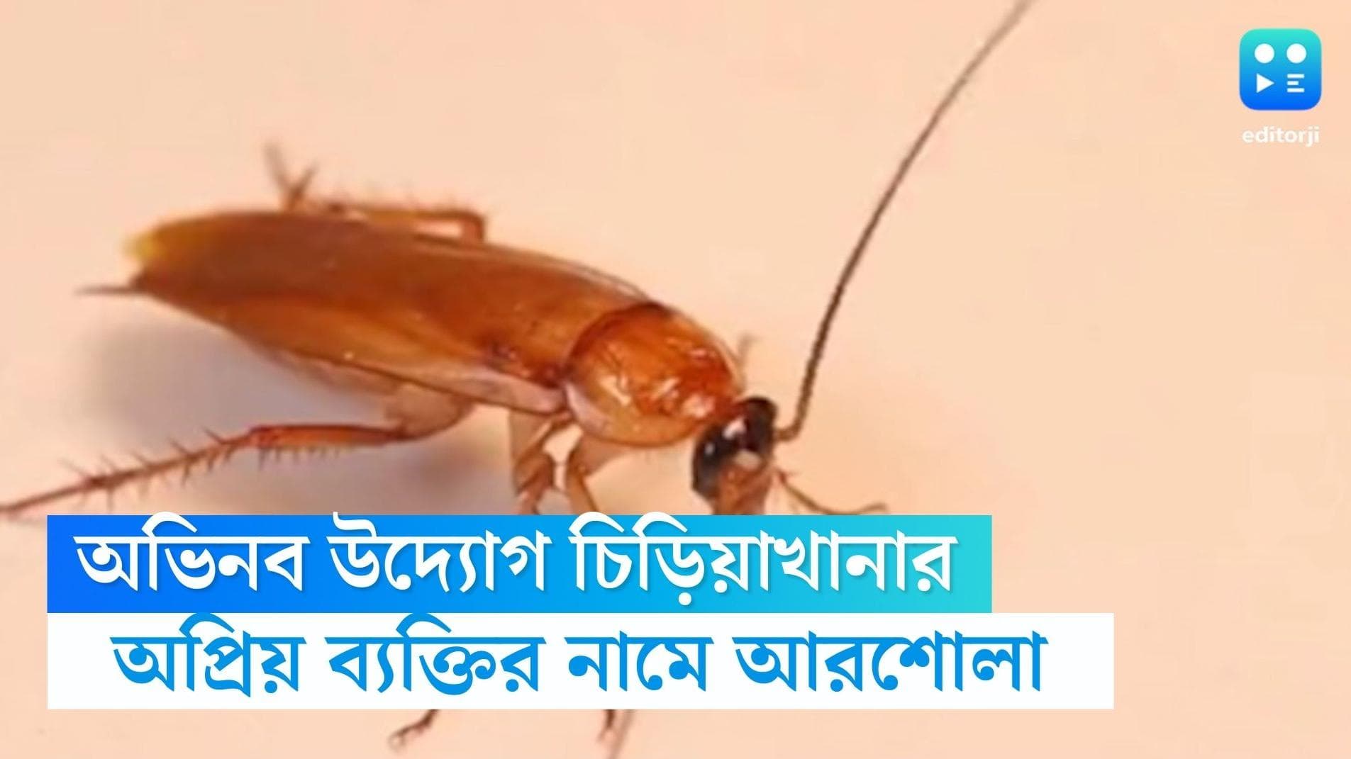 Canada Zoo cockroach name: আরশোলার নাম দিন অপ্রিয় মানুষের নামে, অভিনব উদ্যোগ কানাডার চিড়িয়াখানার