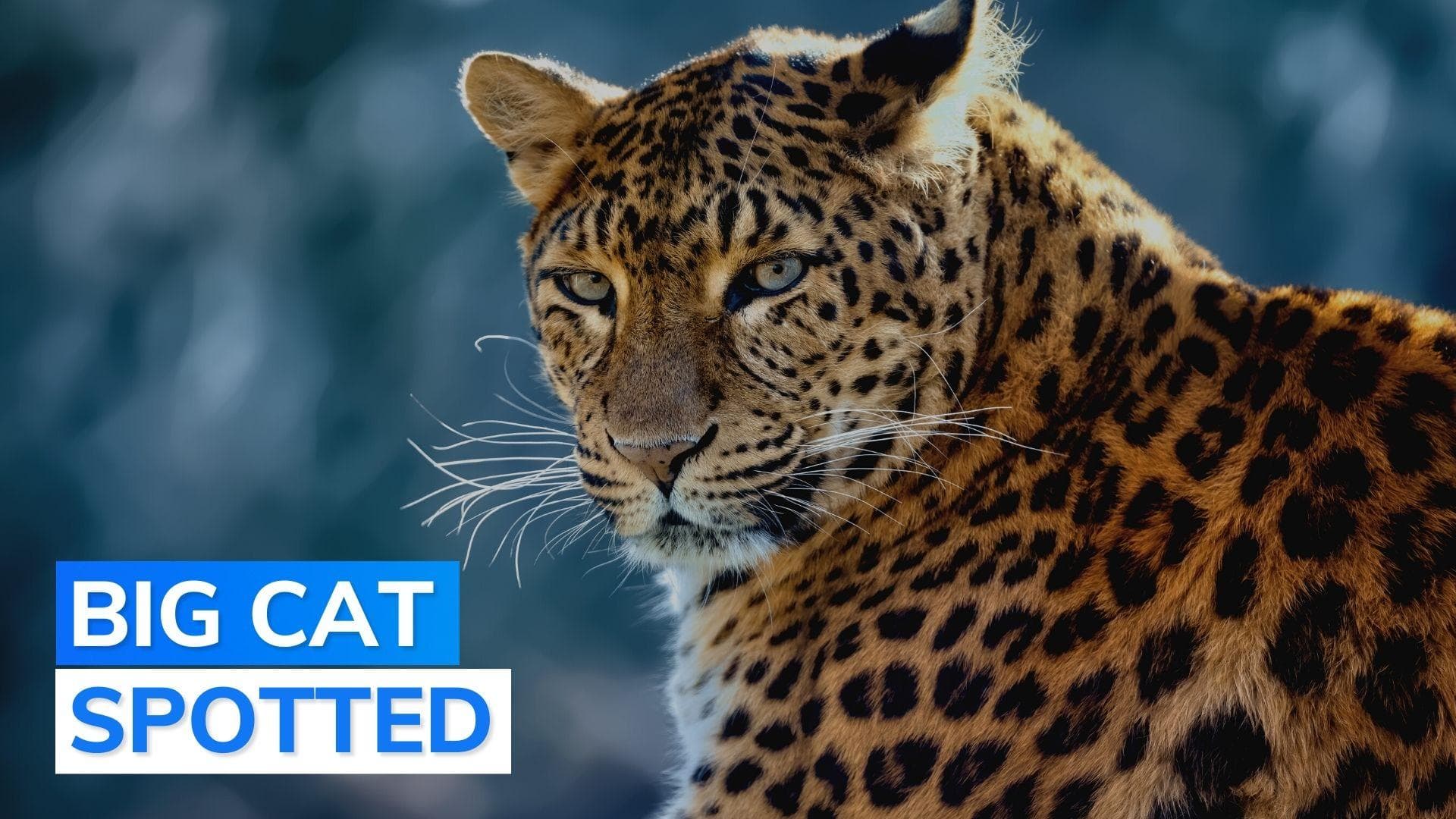 Leopard scare at Bangalore University; students, officials asked to stay alert