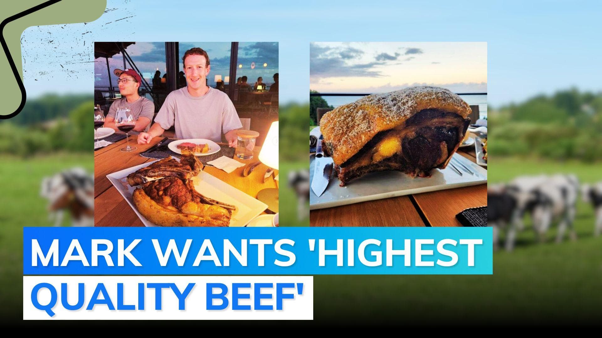 Mark Zuckerberg is raising cows by feeding them beer and dry fruits