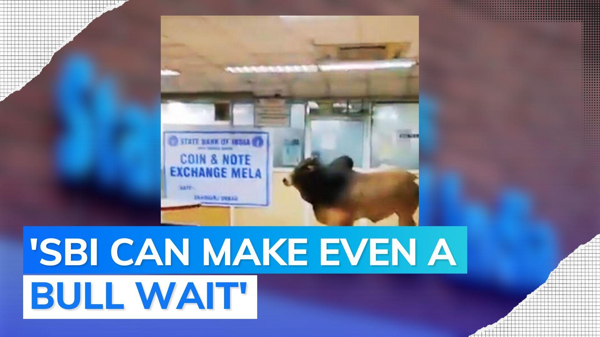 'Lunch time hai': joke-fest on internet as bull enters SBI bank in UP | Watch