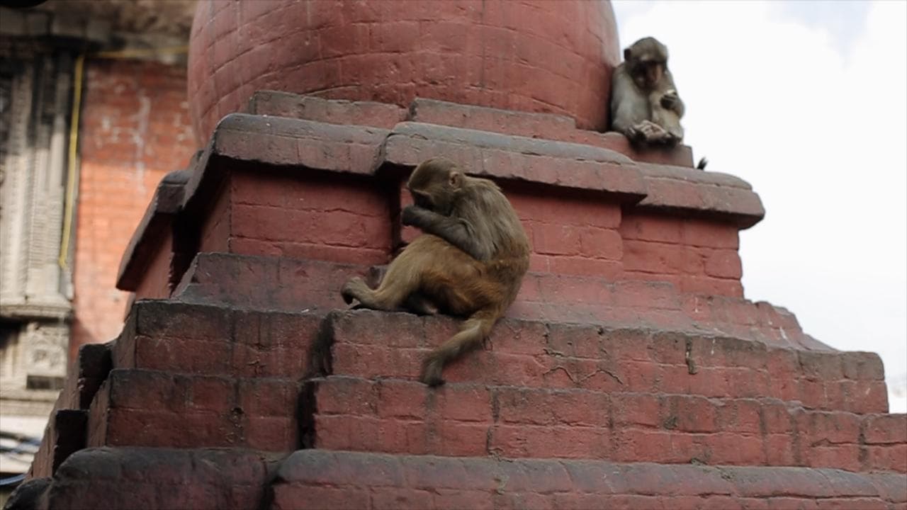 Maharashtra: 2 Monkeys caught for killing 250 dogs in revenge killings