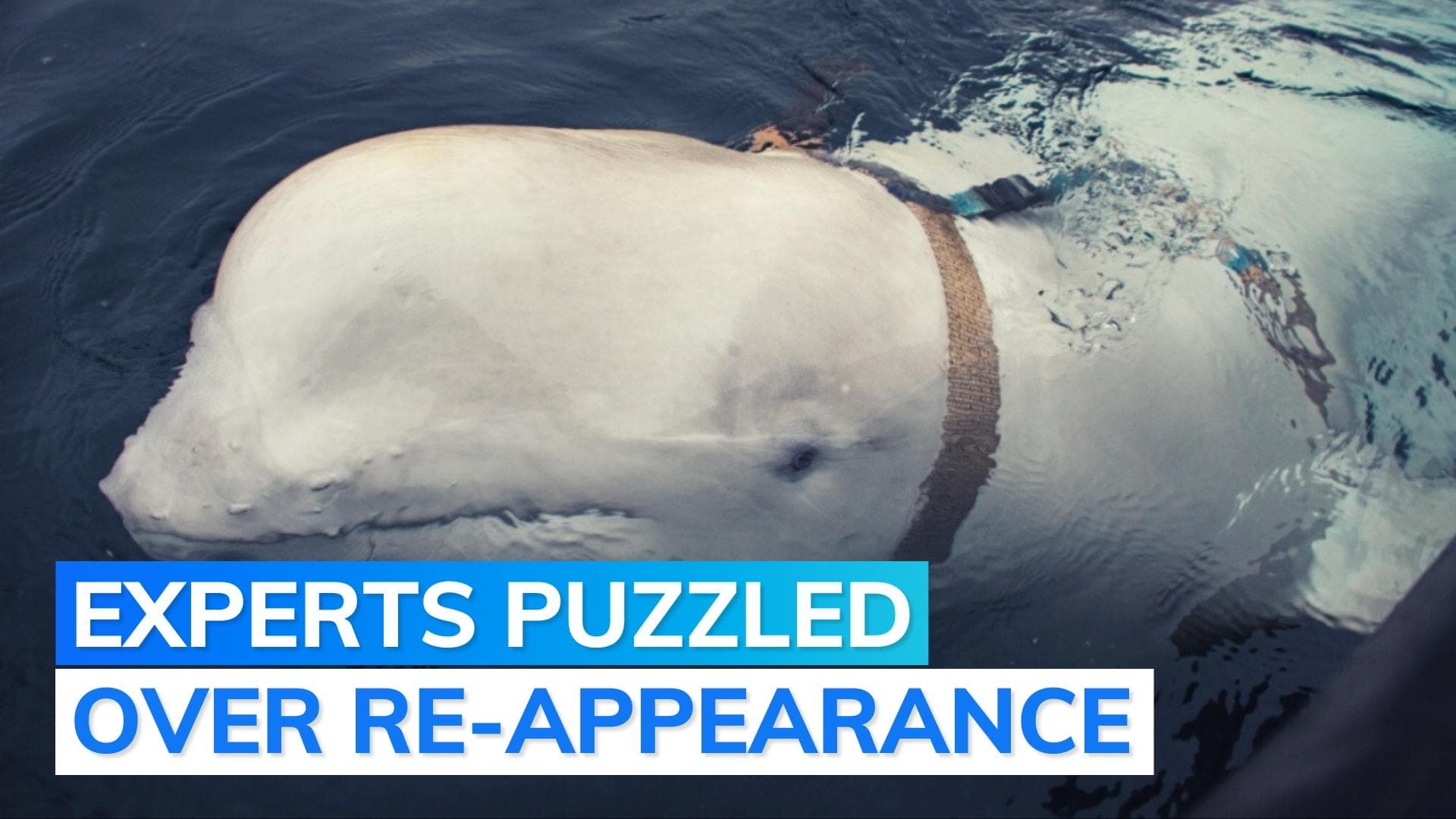 Suspected Russian spy whale 'Hvaldimir' reappears off Sweden coast after 4 years