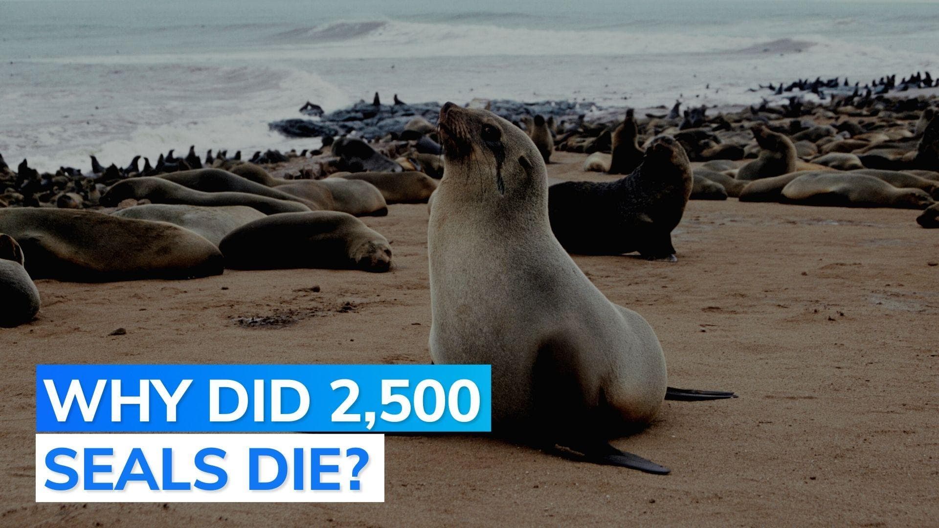 Russia: 2,500 seals found dead on Caspian Sea coast; cause unclear