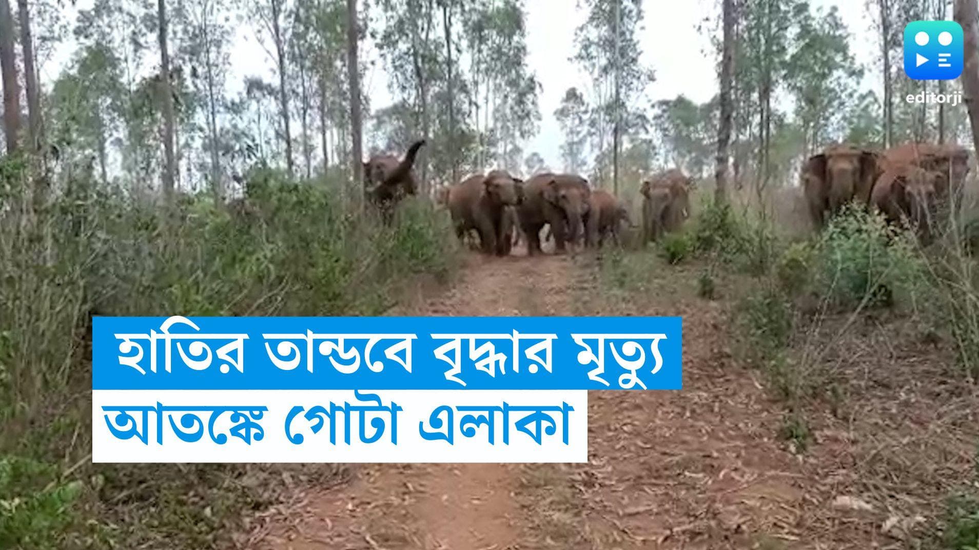 Elephant Attack: হাতির হামলায় বৃদ্ধার মৃত্যু, আতঙ্ক গোটা এলাকায়