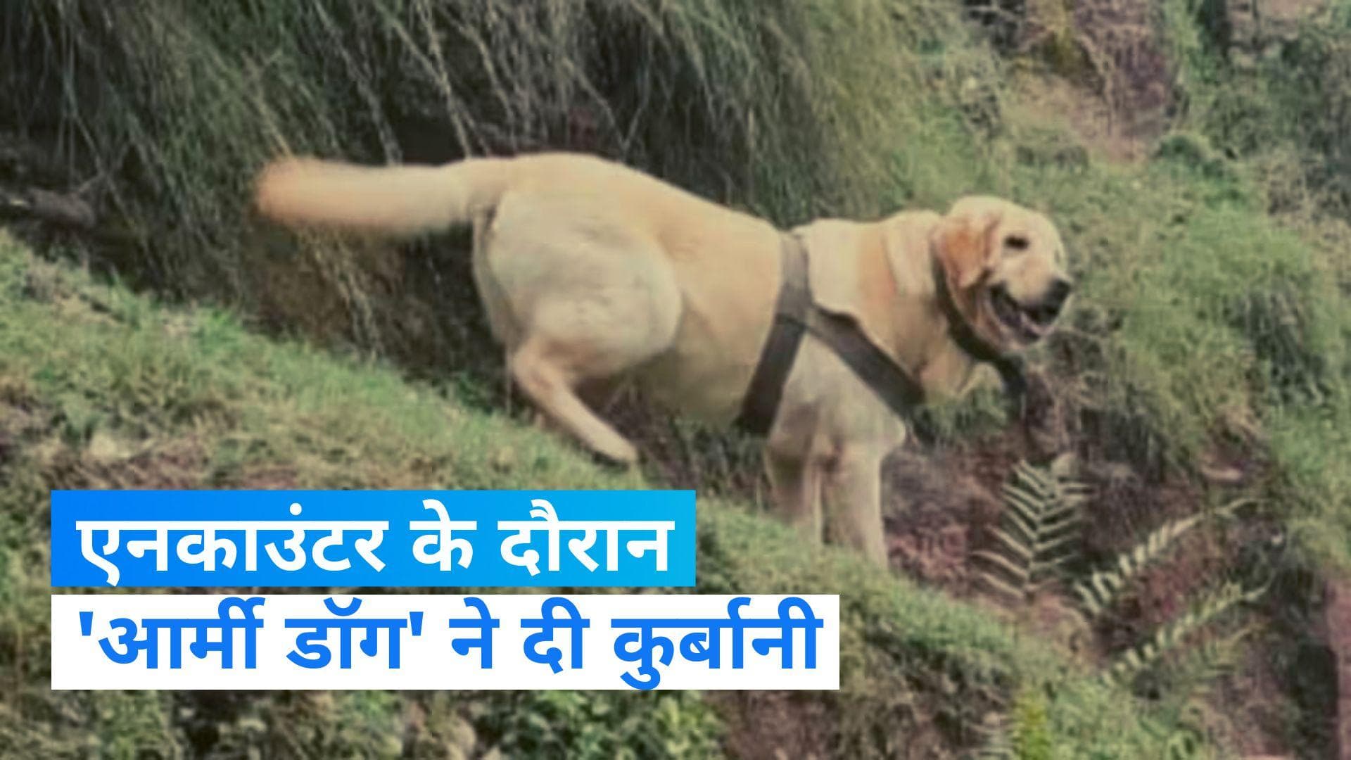 J&K Encouter: राजौरी में एनकाउंटर के दौरान 'आर्मी डॉग' ने दी कुर्बानी, बचाई अपने हैंडलर की जान 