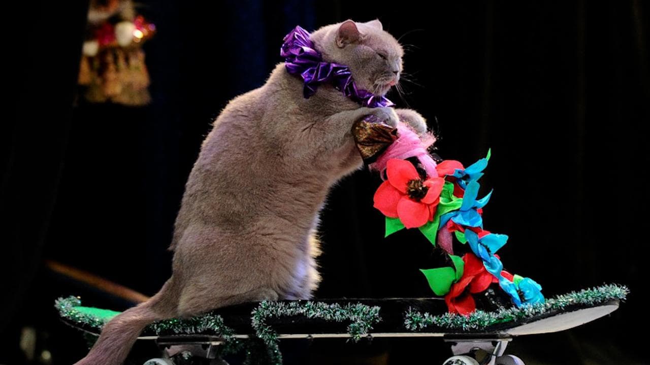 Cat-astrophic curbs: Sanctions on Russian cats over Ukraine invasion!