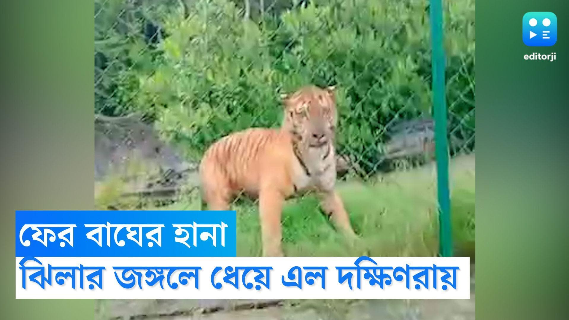 Tiger attacks in Basirhat: বনকর্মীদের দেখেই ঝাঁপিয়ে পড়ল রয়্য়াল বেঙ্গল, তারপর কী হল?