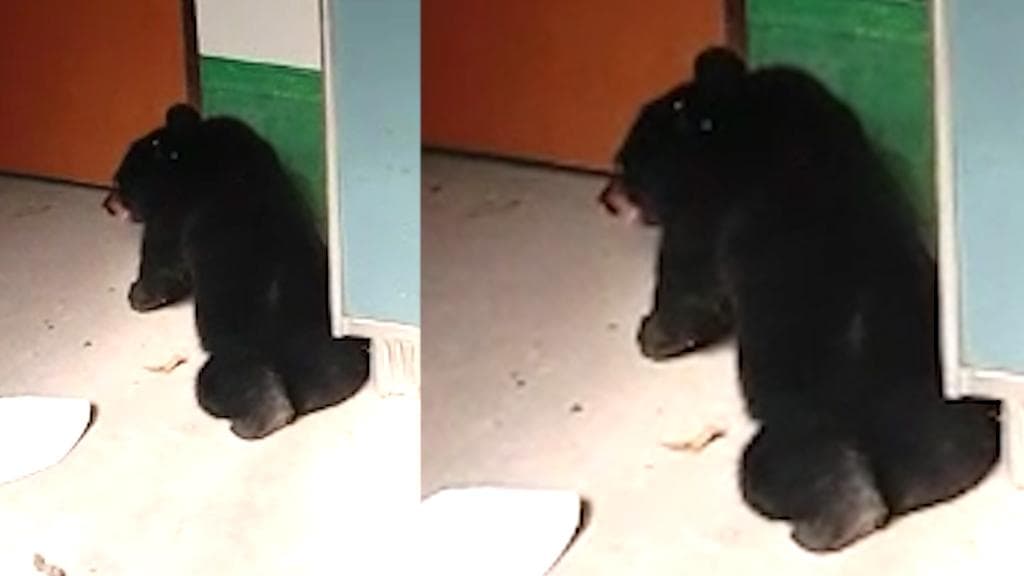 Bear at Malbazar: 'তুমি যে এ ঘরে, কে তা জানত?' বৃহস্পতিবার সকালে জানেন কী ঘটল মালবাজারে?