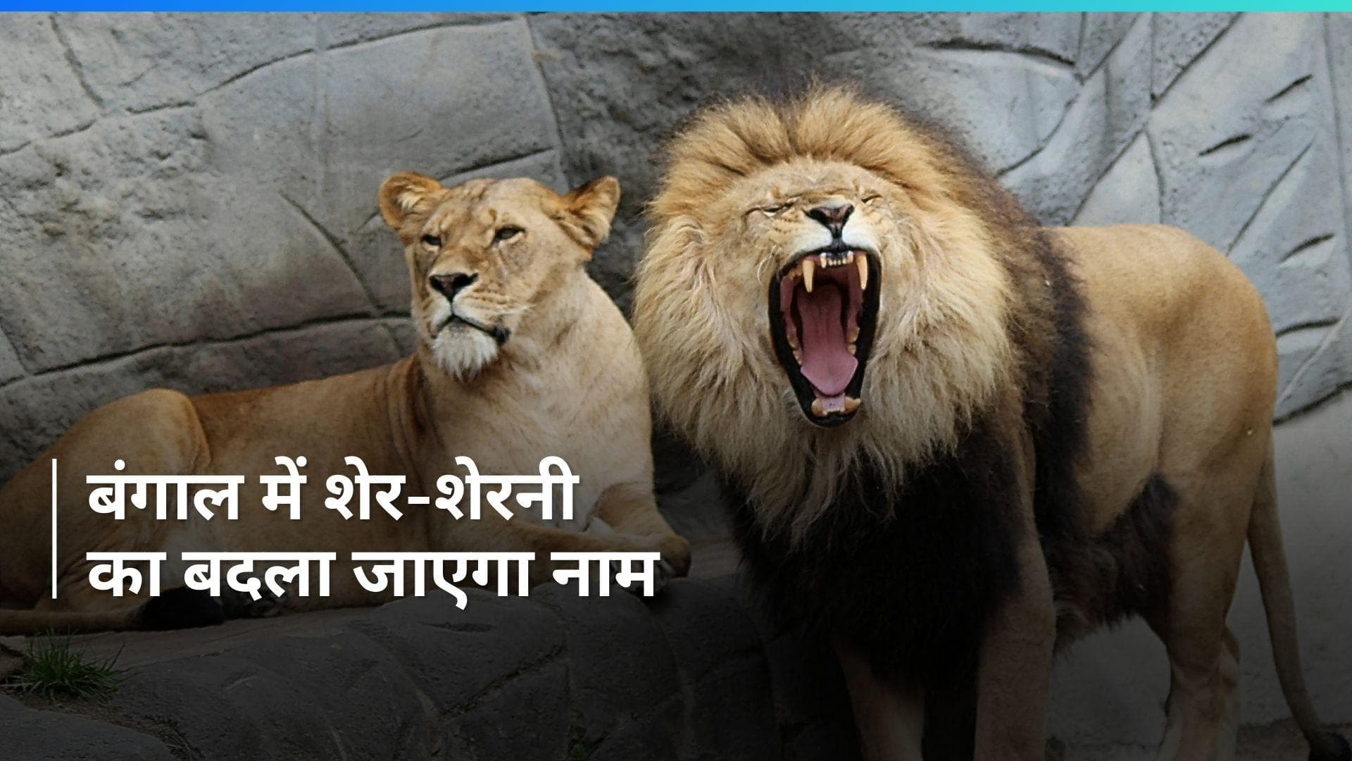 West Bengal: शेर 'अकबर' और शेरनी 'सीता' का बदला जाएगा नाम, कलकत्ता हाईकोर्ट ने दिया निर्देश