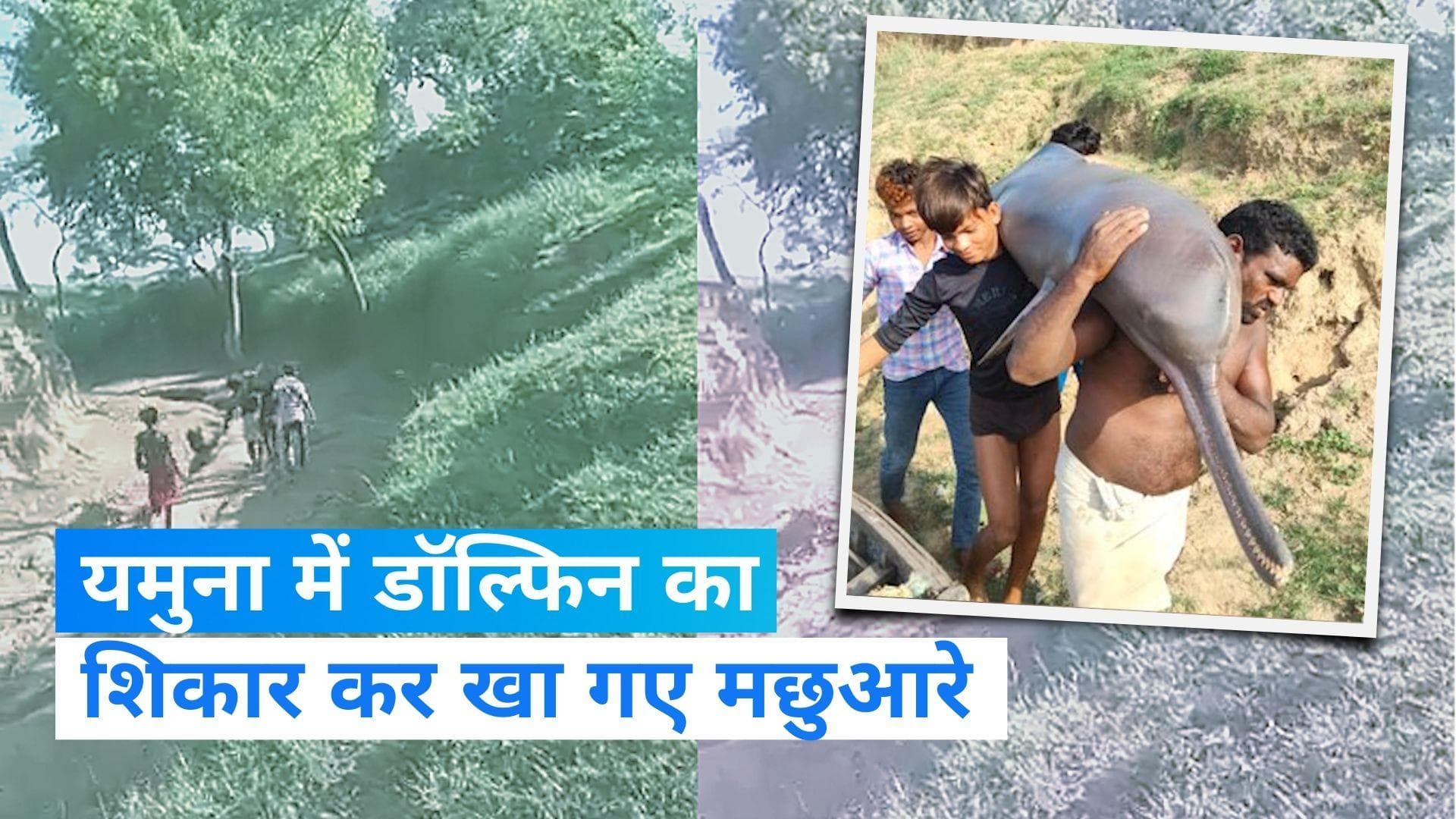 UP News: यूपी के कौशाम्बी में मछुआरों ने यमुना नदी से पकड़ी डॉल्फिन, खाने पर FIR दर्ज