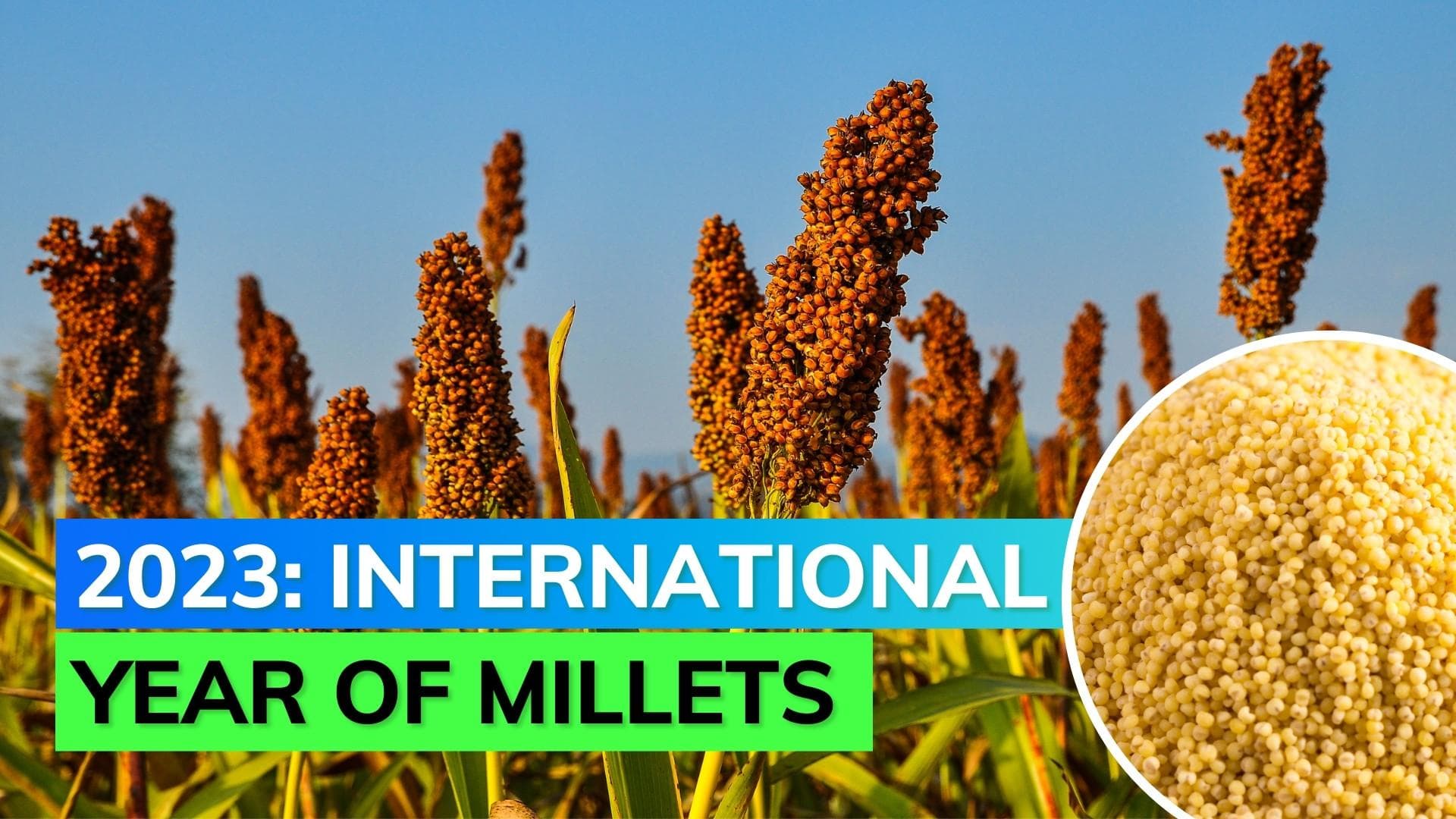 UNGA announces 2023 as the International Year of Millets