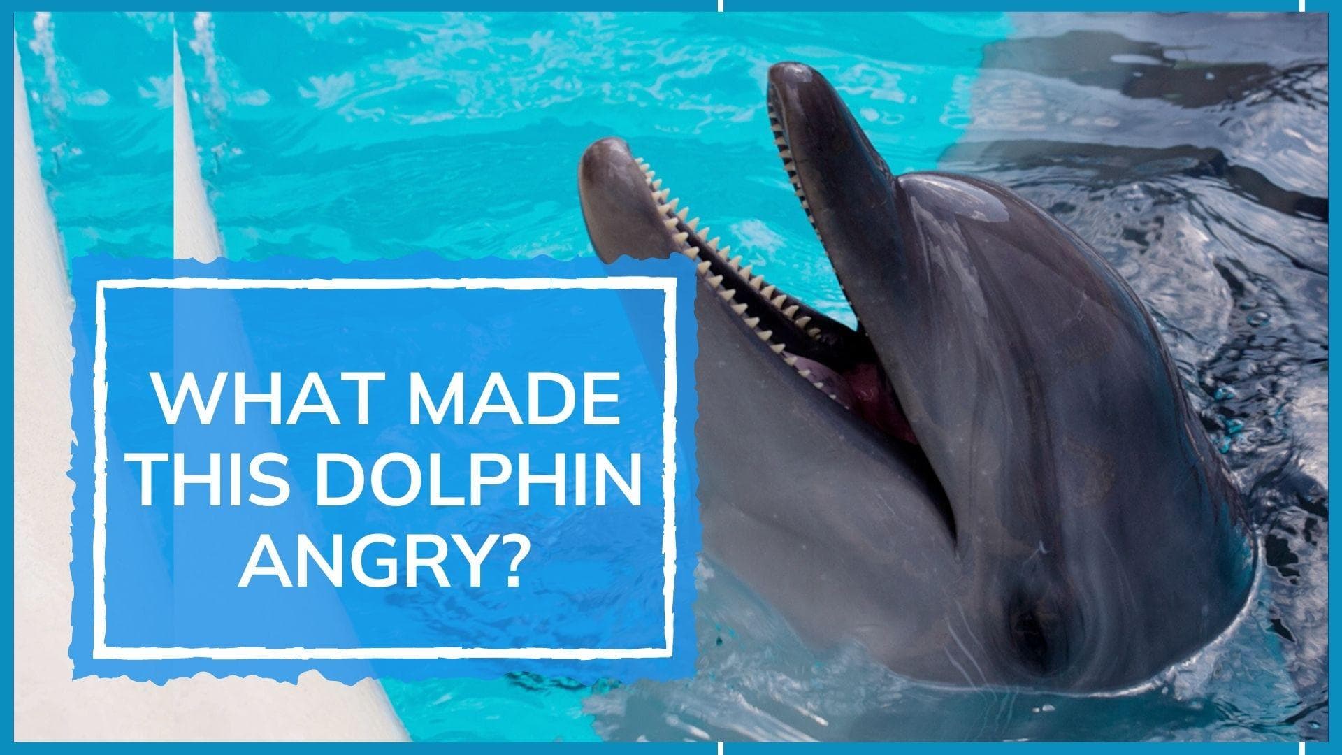 Watch: Dolphin attacks trainer at Miami Seaquarium during show; PETA wants facility shut