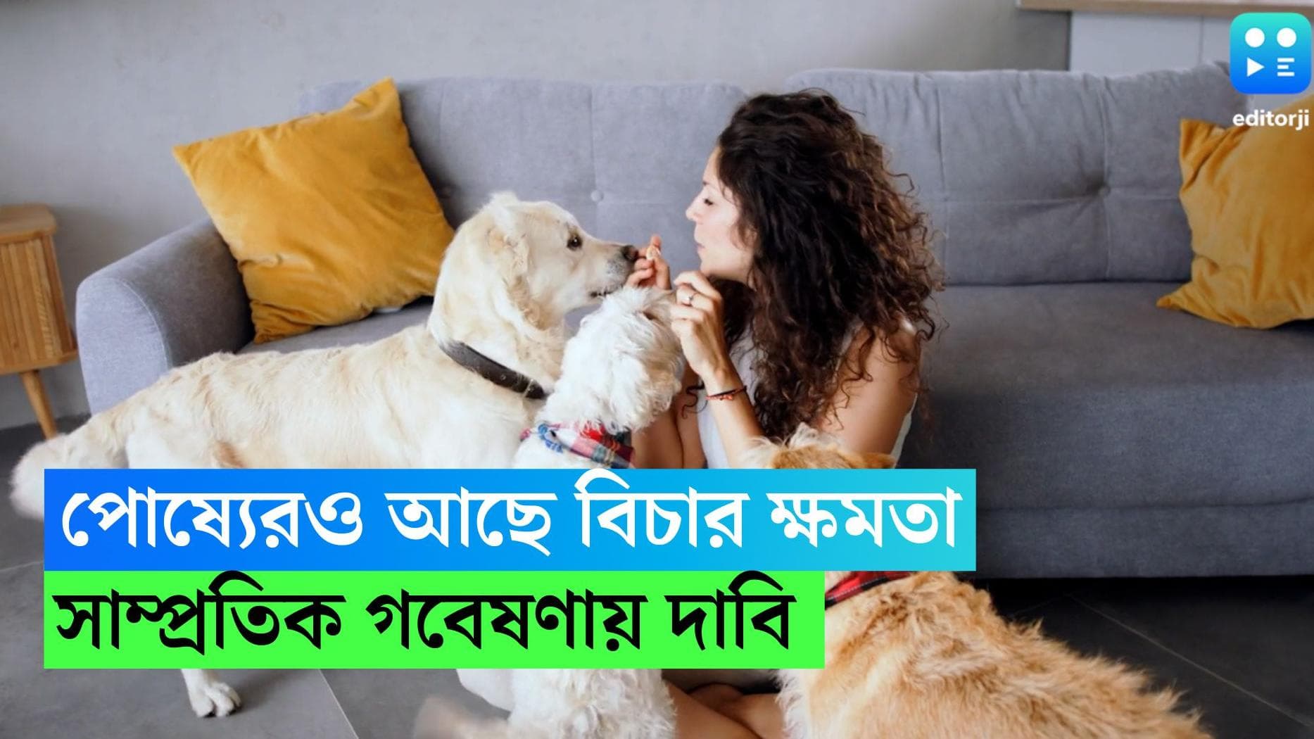 Pet Behavior: ঠিক বা ভুল সিদ্ধান্তে প্রতিক্রিয়া দিতে পারে আপনার প্রিয় পোষ্য, বলছে গবেষণা
