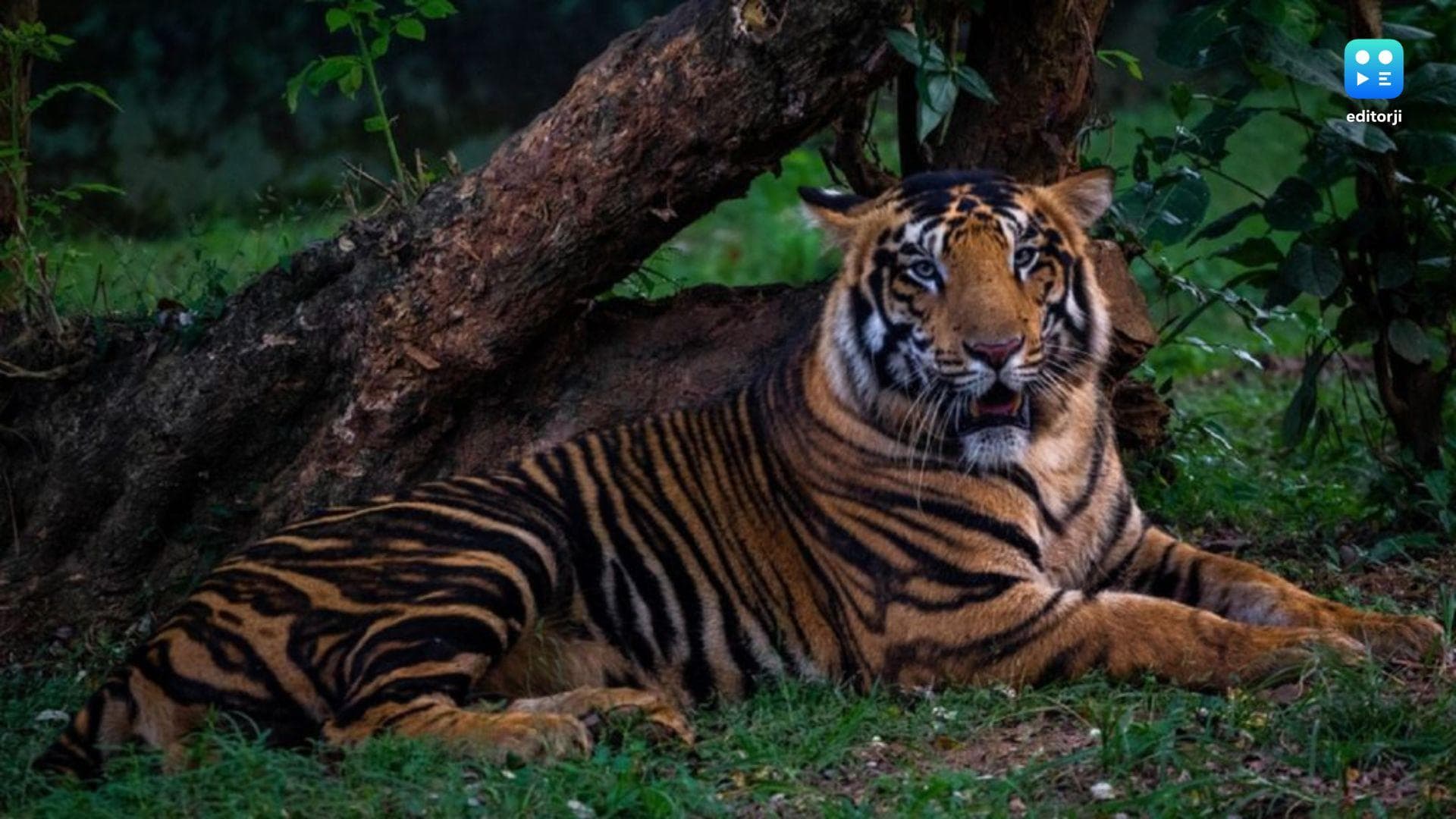 Rare melanistic tiger poached in Similipal Forest, 4 arrested in Odisha
