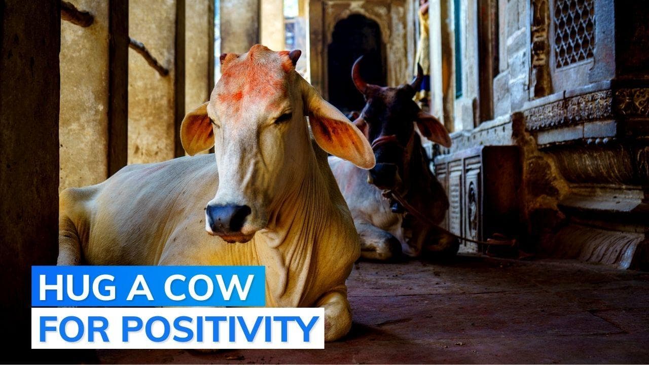 Hug cows to bring emotional richness this Valentine's Day, govt's advisory to people