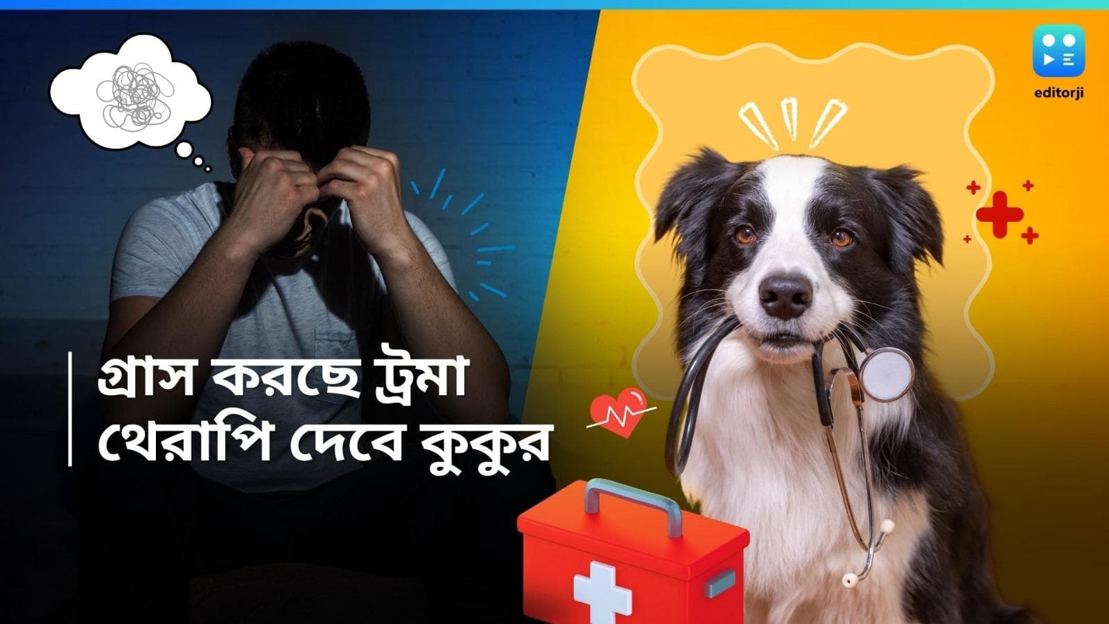 Courthouse Facily Dogs: ট্রমা-কেয়ারে কুকুর-ই থেরাপিস্ট! ভিক্টিমদের স্বান্তনা দিতে আদালতেও সারমেয়র দল