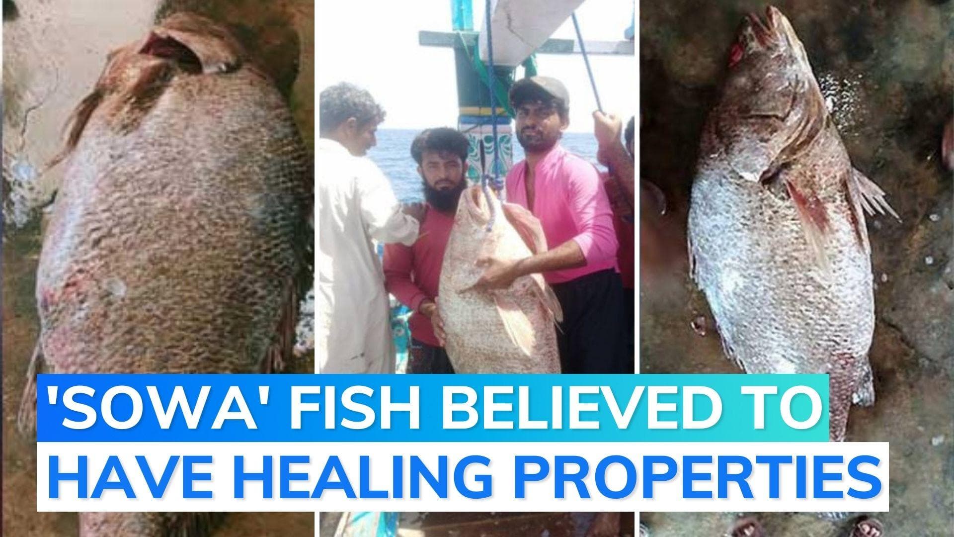 Pakistani fisherman becomes millionaire overnight after selling rare golden fish