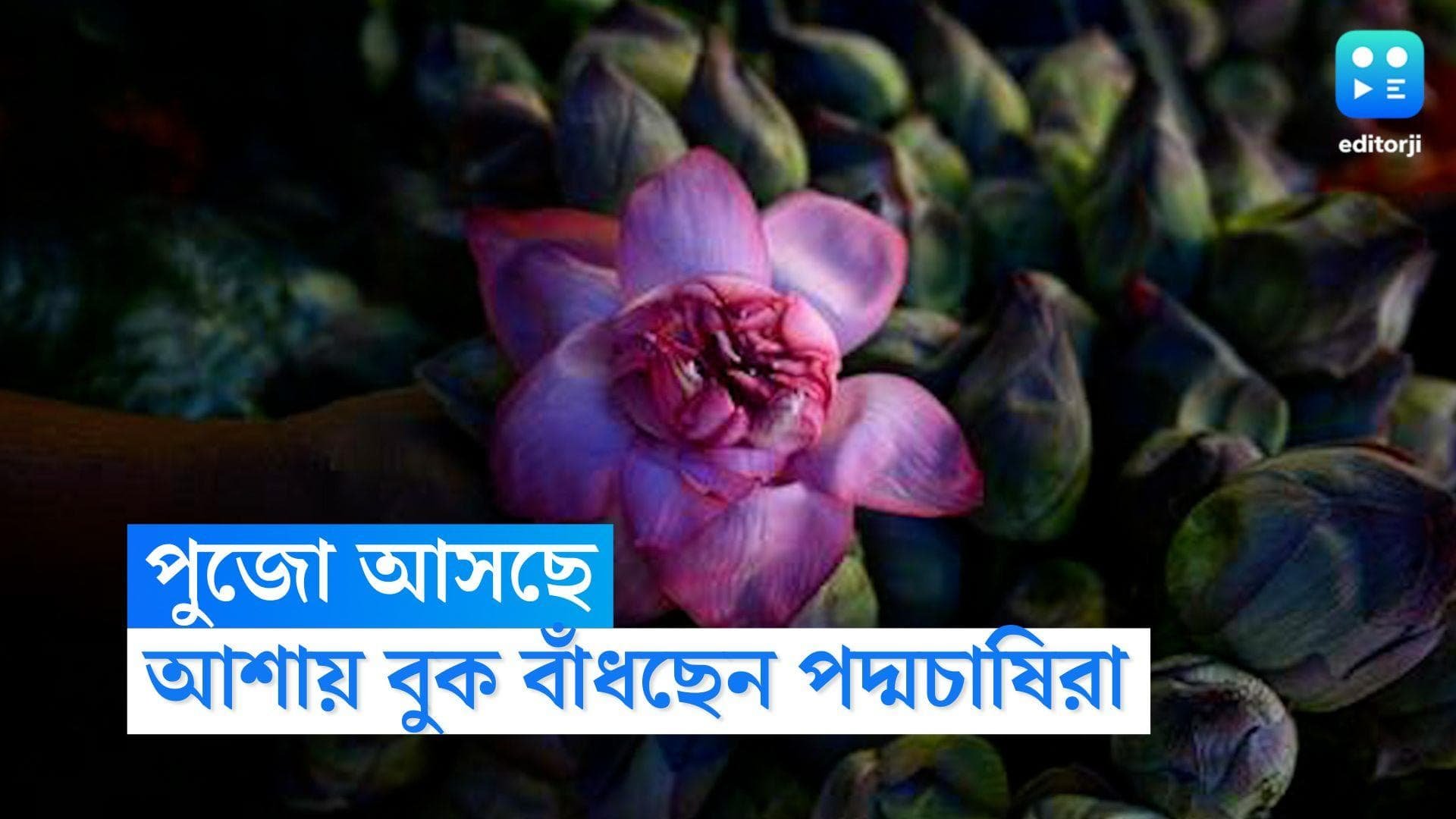 Durga Puja: Flower Market: পুজো আসছে, আশায় বুক বাঁধছেন পদ্মচাষিরা