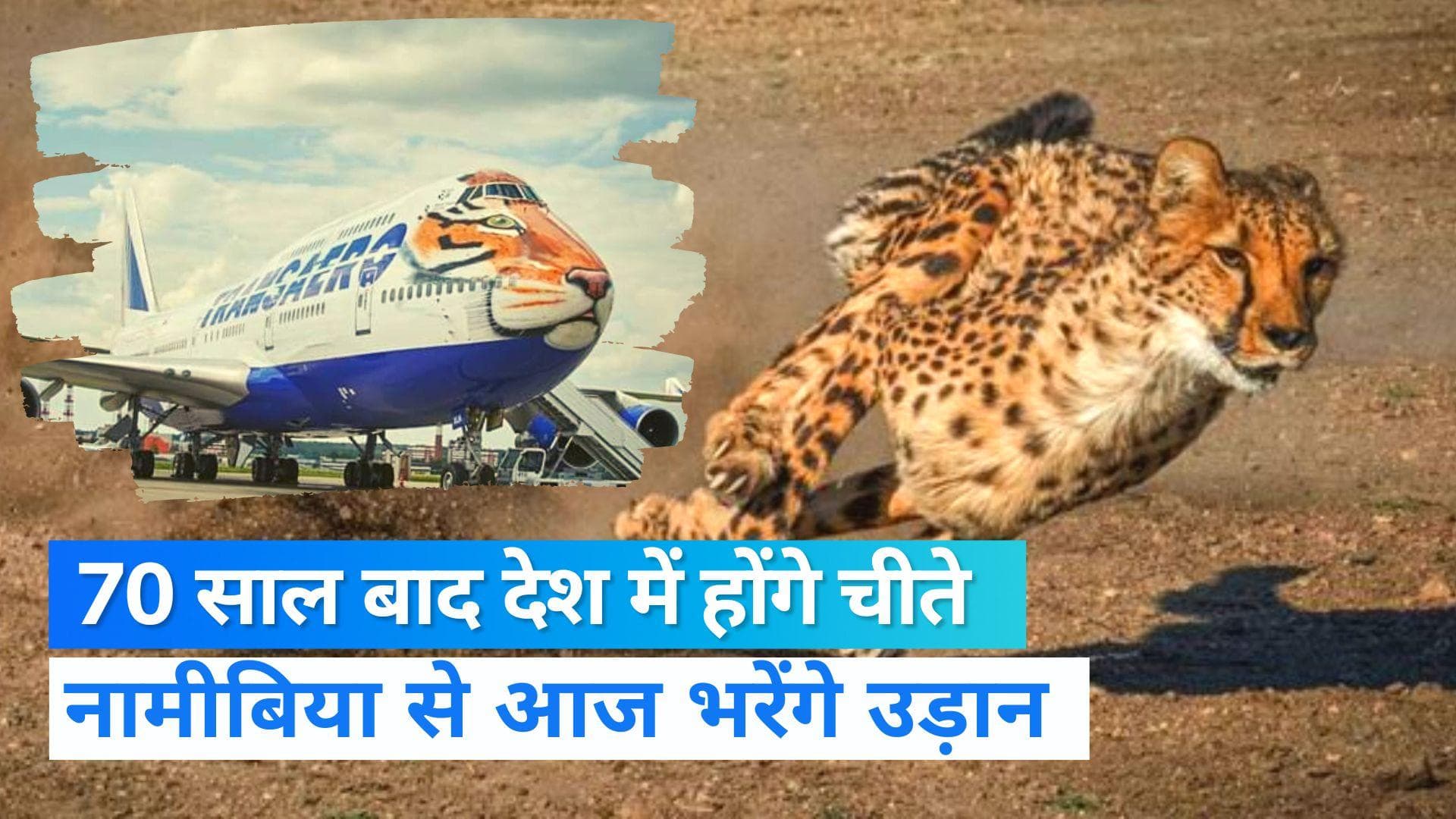 Cheetah Project: दक्षिण अफ्रीका से भारत आनेवाले हैं 8 चीते, आज नामीबिया से खास विमान में भरेंगे उड़ान