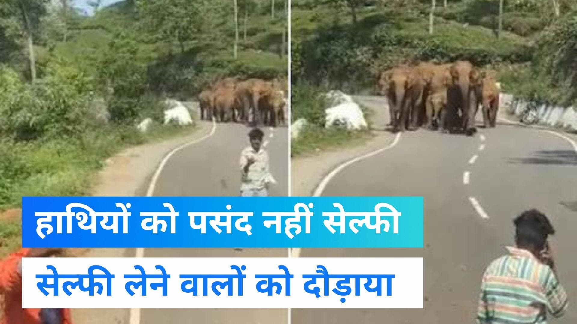 Viral Video: ...जब सेल्फी लेने वालों को हाथियों ने खदेड़ा, उल्टे पैर भागे लोग