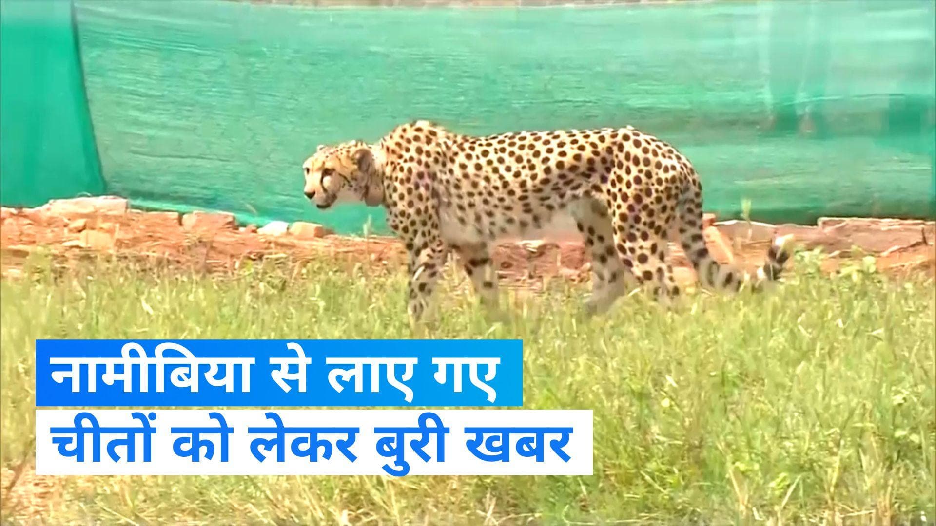 Kuno national Park: नामीबिया से लाए चीतों में से मादा की तबीयत खराब, टेंशन में अफसर