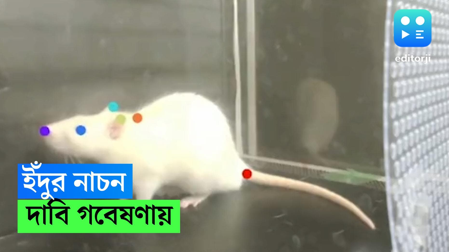 Rats dance: শুধু মানুষই নয়, সুরের তালে দারুণ নাচতে পারে ইঁদুররাও, জানাচ্ছে সাম্প্রতিক গবেষণা