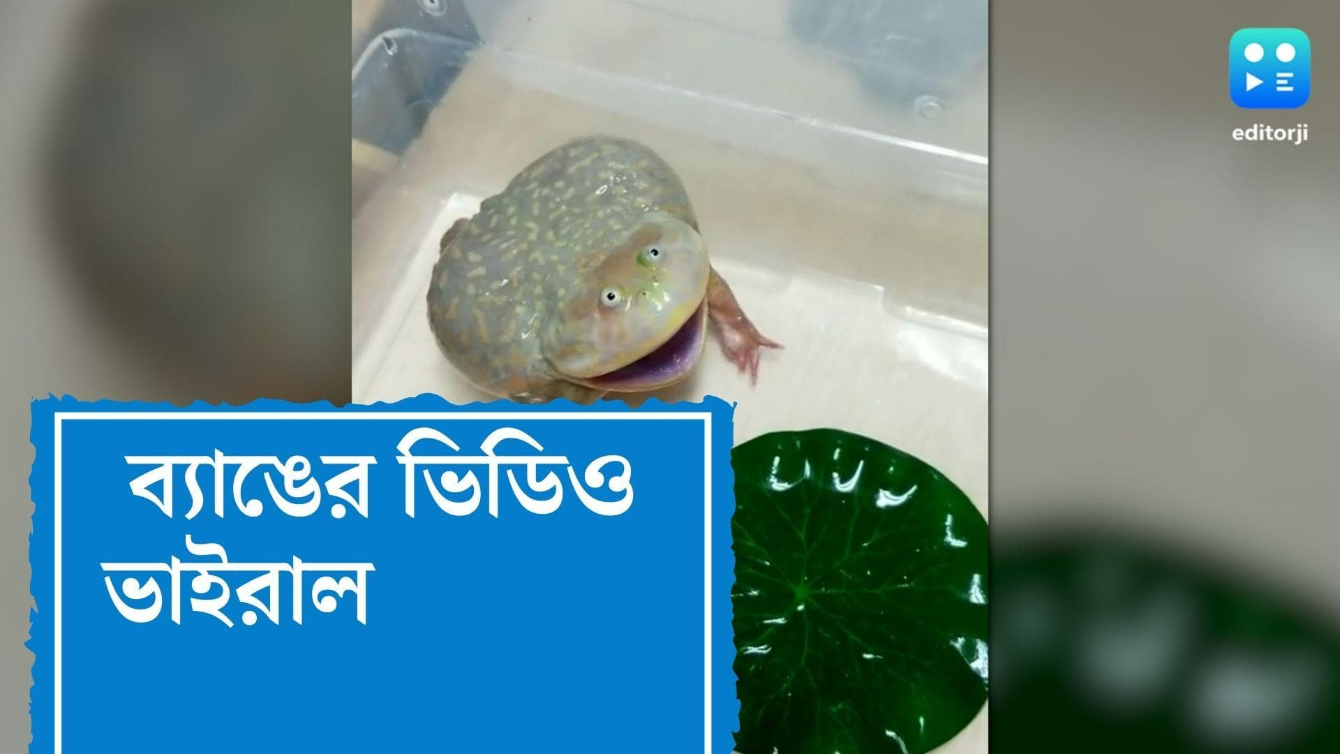Viral Video : ক্যামেরার দিকে তাকিয়ে কথা বলছে ব্যাঙ ! ভাইরাল ভিডিও, কী বলছেন বিশেষজ্ঞরা ?