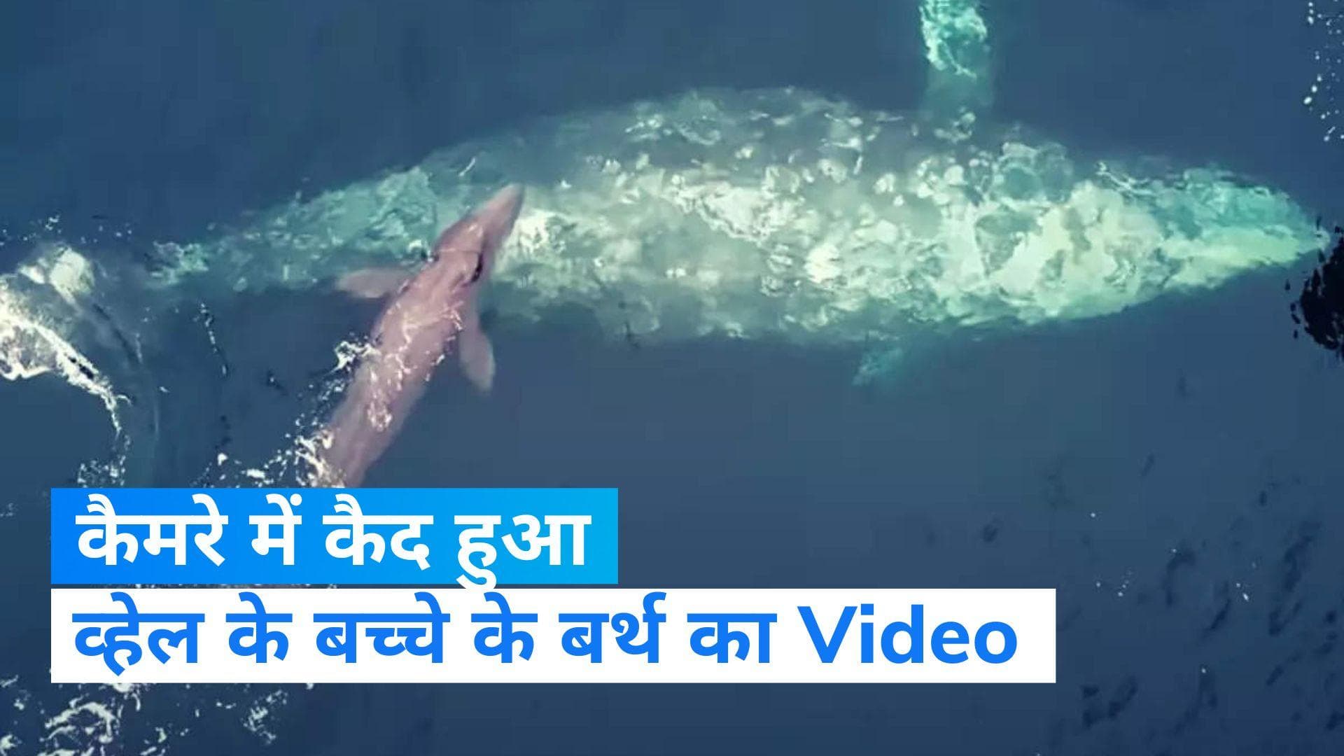 Birth of baby whale: कैमरे में कैद हुआ बच्चे को जन्म देती व्हेल का वीडियो