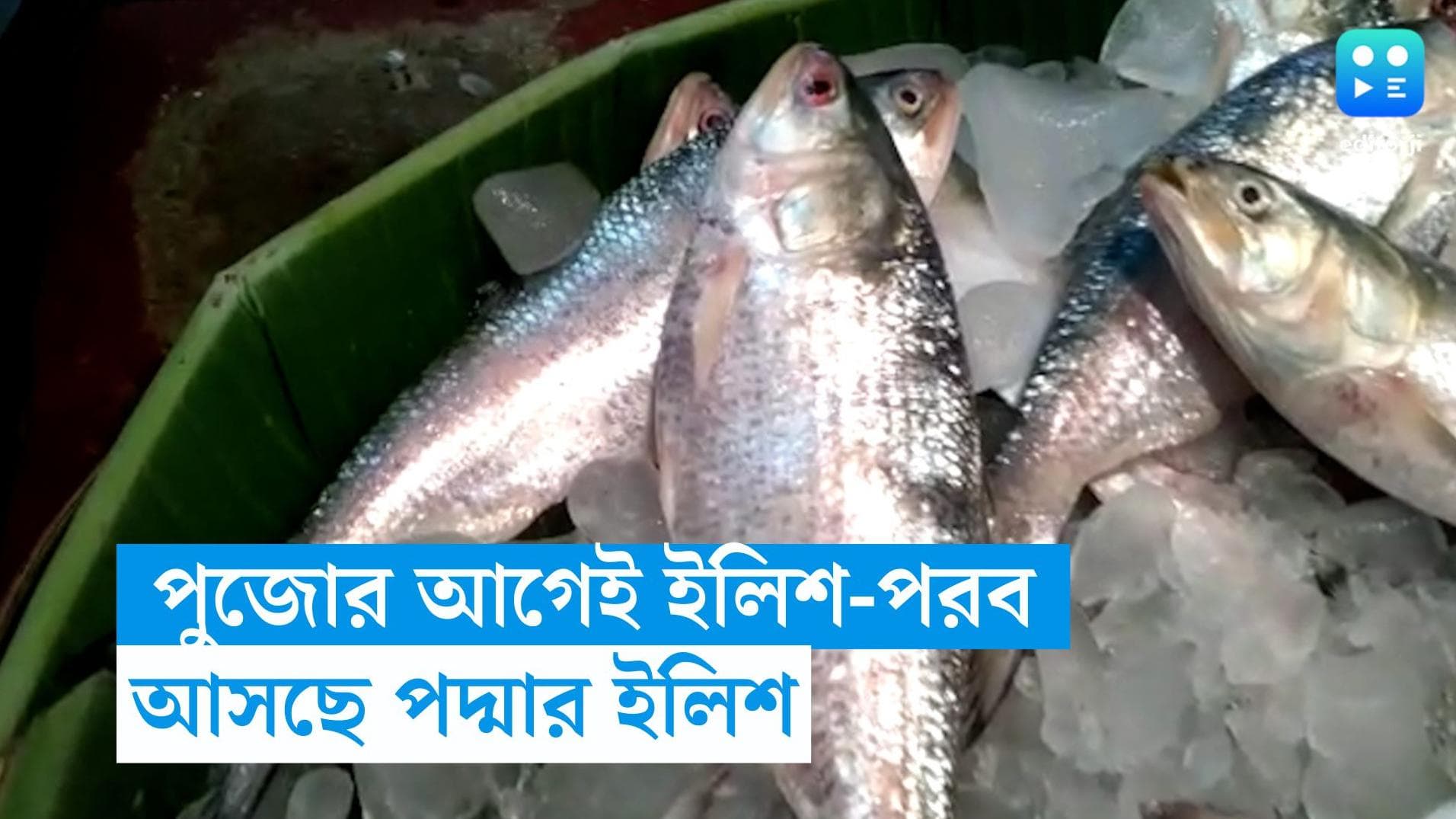 Bangladesh Hilsa: পুজোর মুখেই সুখবর! রাজ্যে এবার আসতে চলেছে পদ্মার ইলিশ