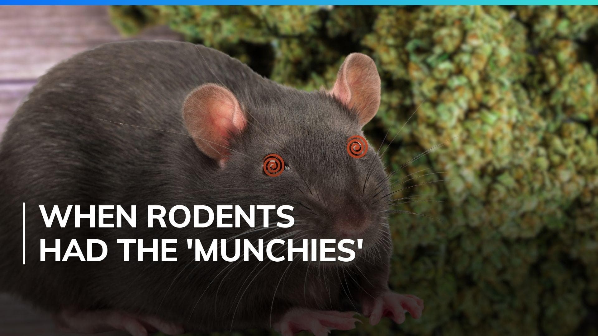 Rats break into US police complex, munch on confiscated marijuana