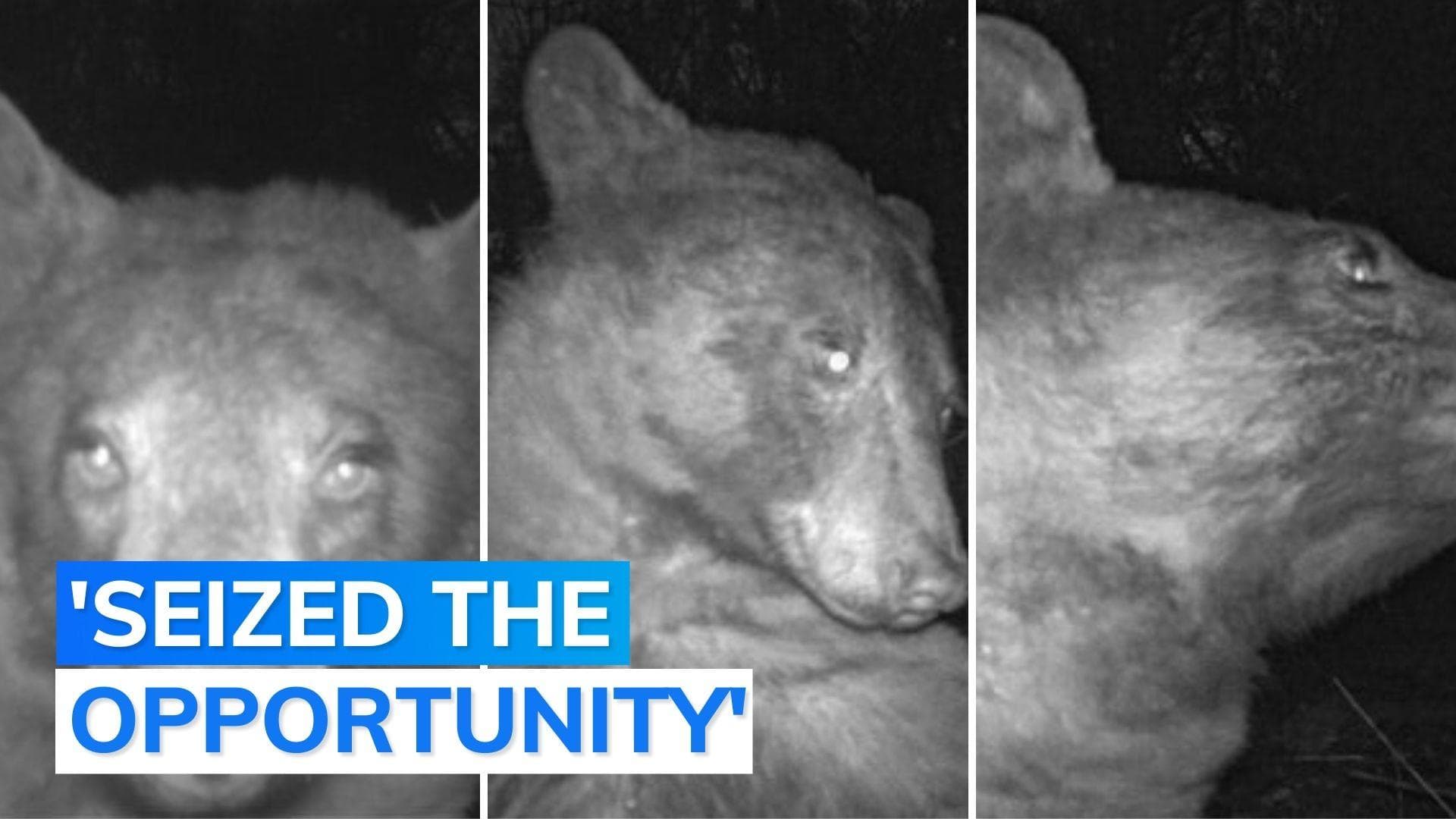 US: meet the 'selfie crazy' black bear who took no less than 400 'selfies'