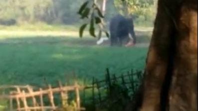 Viral Video: बेकाबू 'गजराज' ने एक शख्स को अपनी सूंड से उठा-उठा कर पटका...डरा देगा ये 14 सेकंड का वीडियो