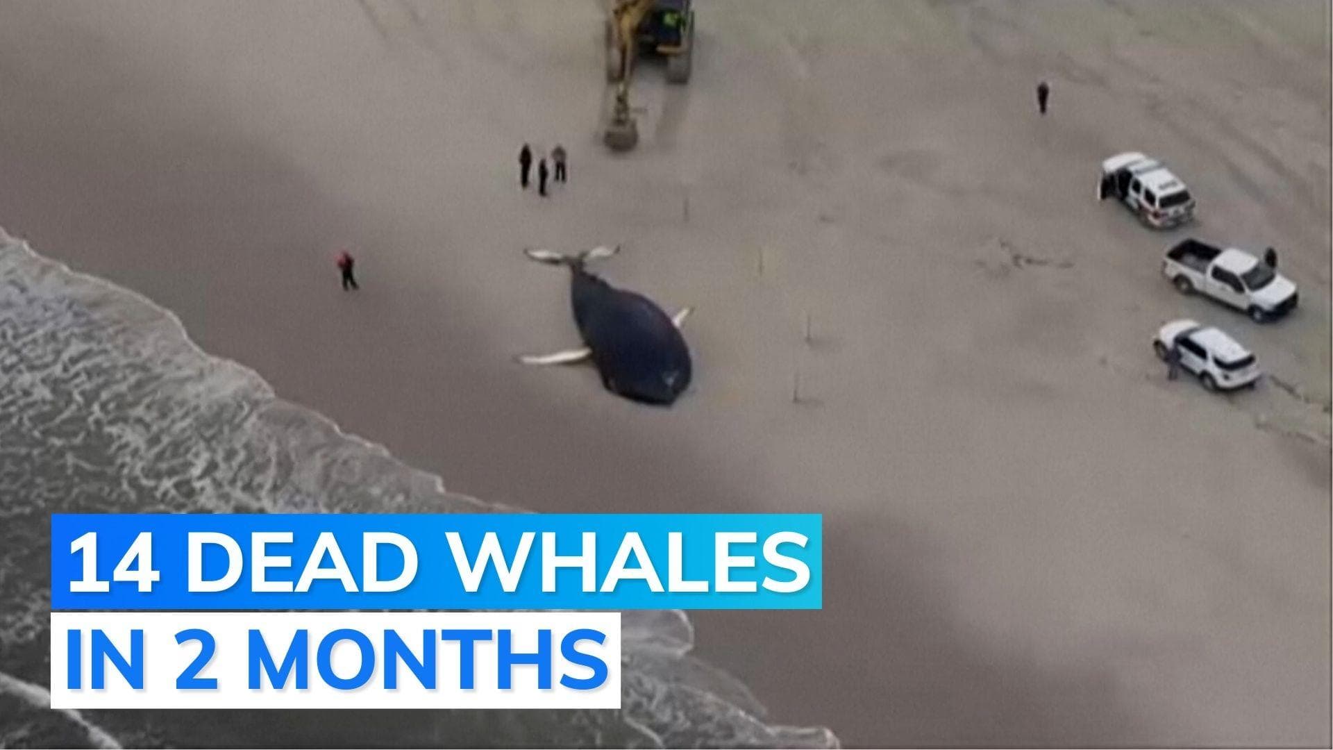 Watch: carcass of 35-foot humpback whale washes on New York beach