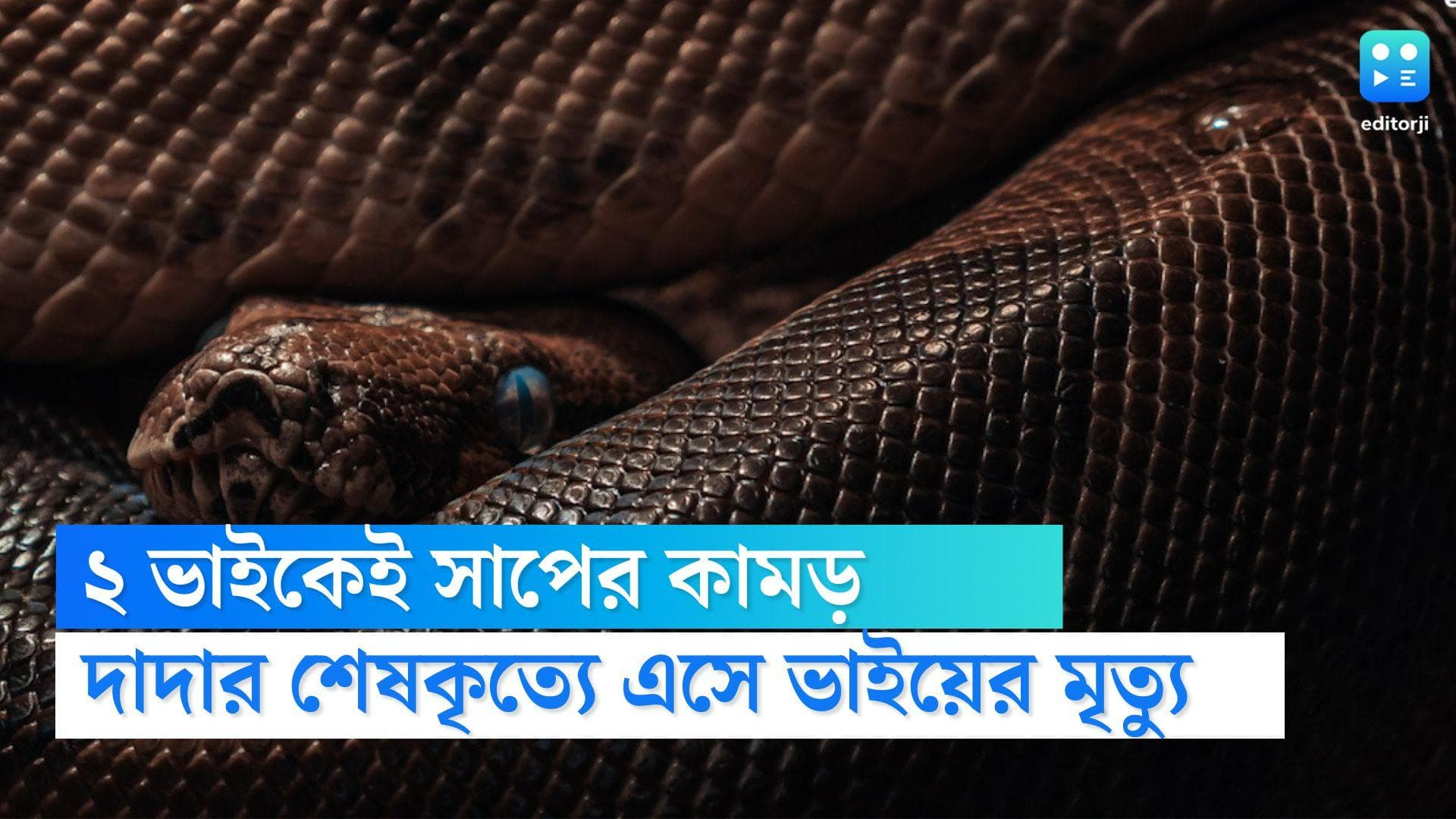 Snake Bytes Three Men in Family: সাপের কামড়ে দাদার মৃত্যু, শেষকৃত্যে এসে সর্পাঘাতে প্রাণ গেল ভাইয়েরও