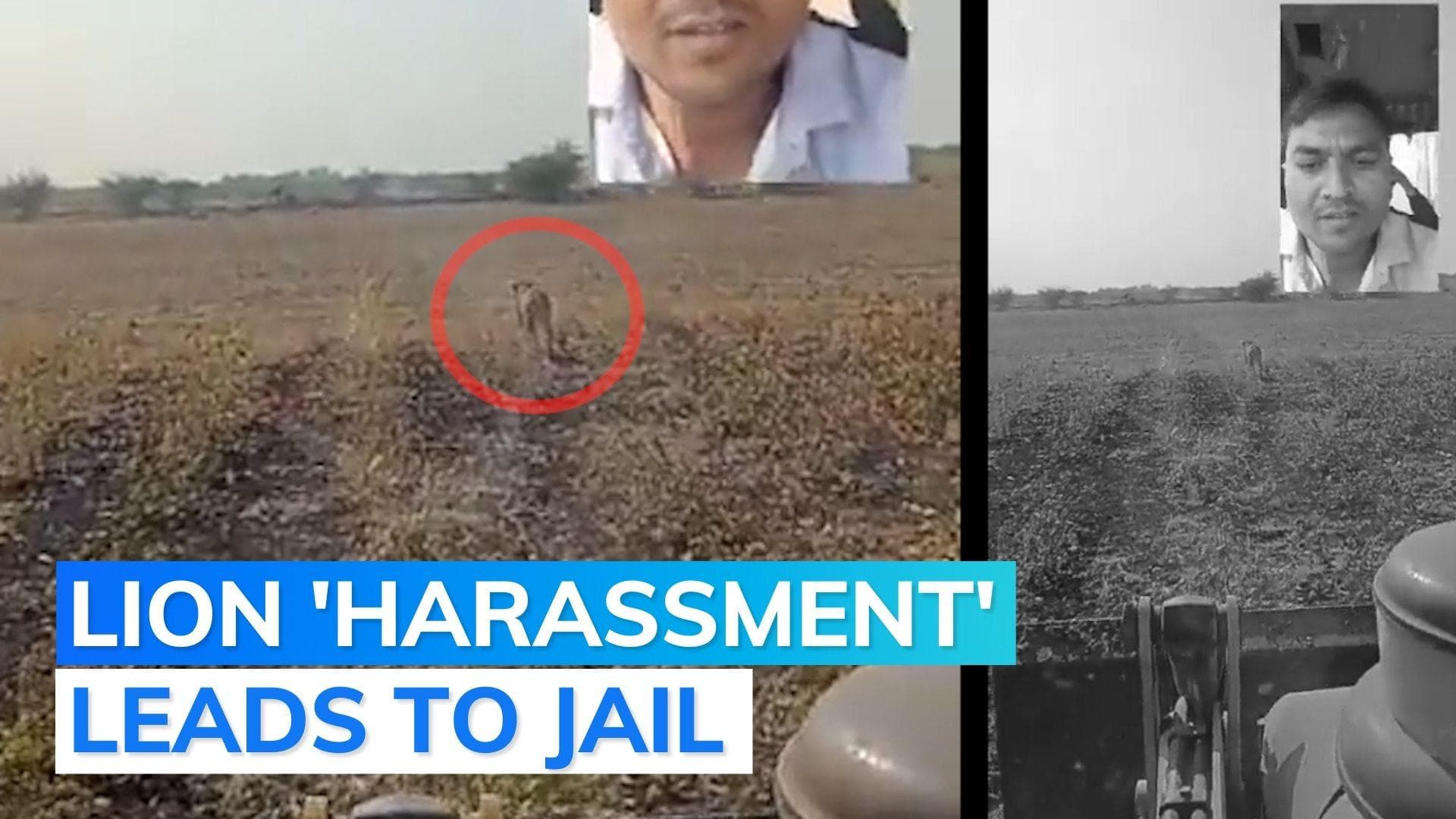 Watch: men chase lion with excavator machine; arrested by Gujarat police