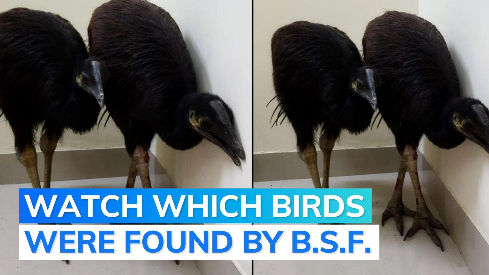 Watch: exotic birds rescued by India's BSF from smugglers