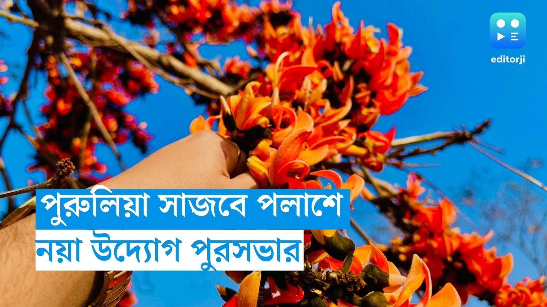 Purulia Municipality: বসন্ত সদা জাগ্রত দ্বারে, পলাশে ঢেলে সাজবে জঙ্গলমহল, নয়া উদ্যোগ পুরুলিয়া পুরসভার