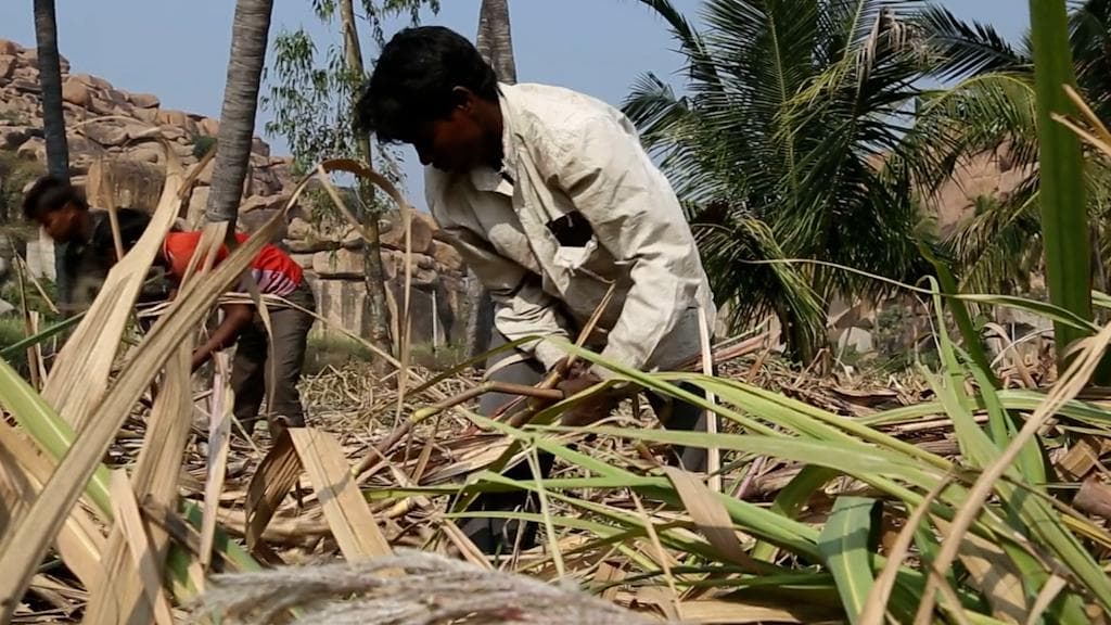 Bitter WTO ruling for India; trade body asks India to withdraw sugar subsidy