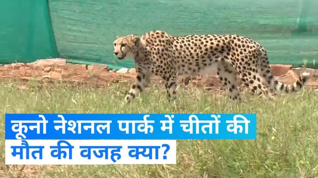 Kuno National Park: चीतों की मौत की वजह आई सामने, जानें एक्सपर्ट ने क्या बताया?