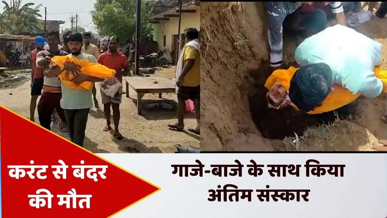 Viral video: करंट से बंदर की मौत, गाजे-बाजे के साथ किया अंतिम संस्कार