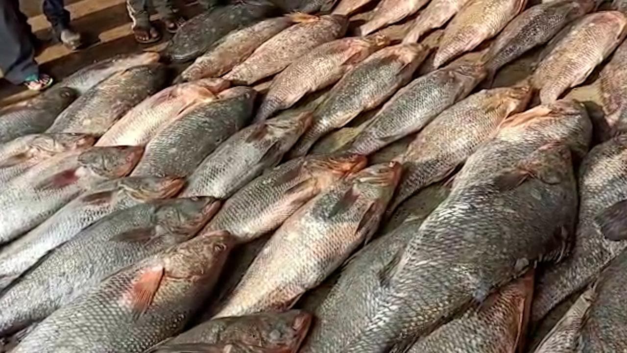 Fish in Digha : নতুন বছরে দিঘার মৎস্যজীবীদের জালে কোটি টাকার তেলিয়া ভোলা 