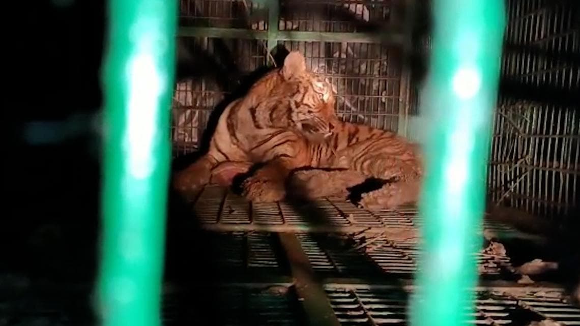 Kultali Royal Bengal Tiger: ছাগলের টোপেই বাজিমাত, পায়ের ছাপ রেখে যাওয়া বাঘ অবশেষে খাঁচাবন্দি