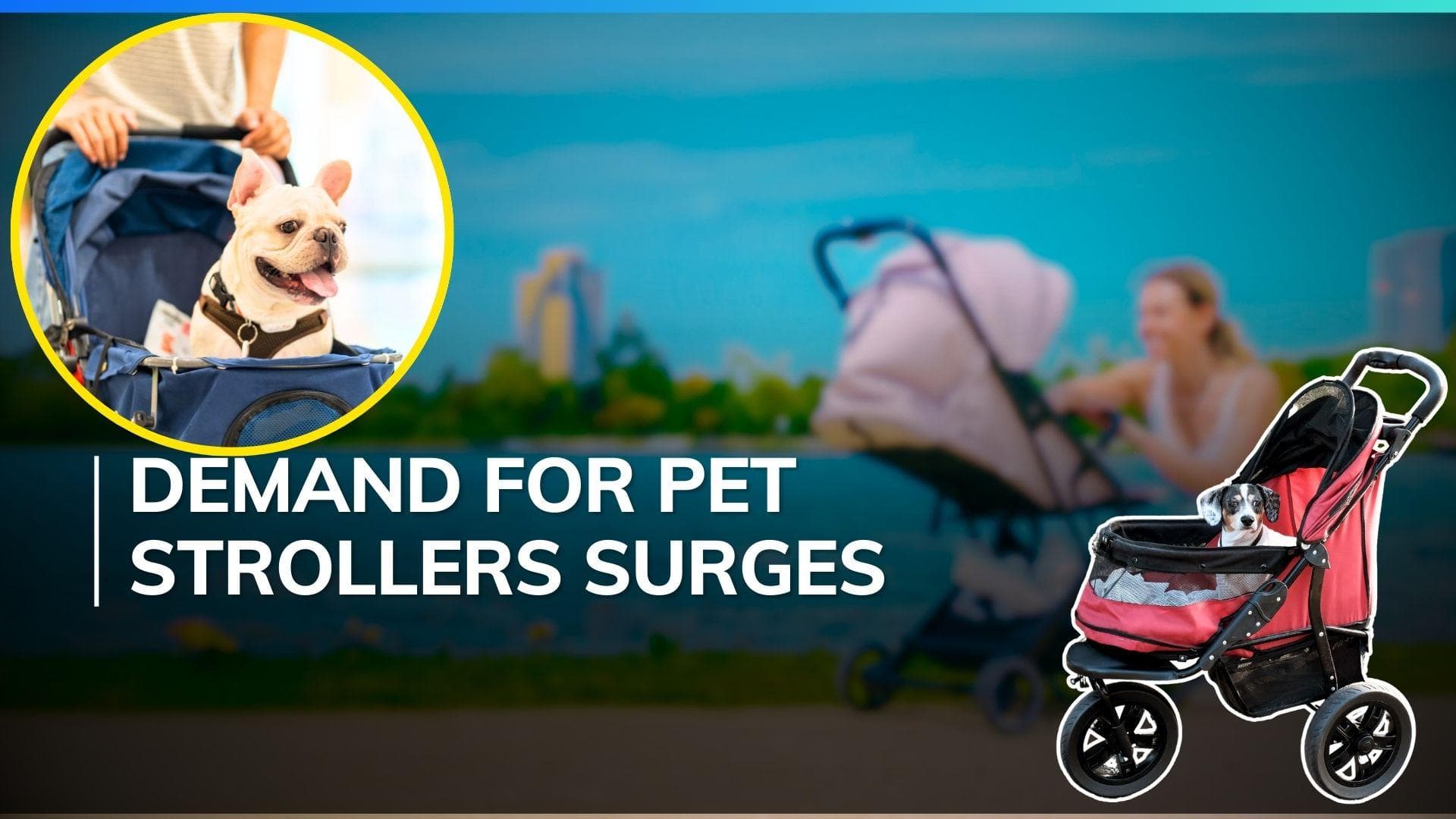 Pet strollers outsell baby strollers in South Korea amid fertility crisis