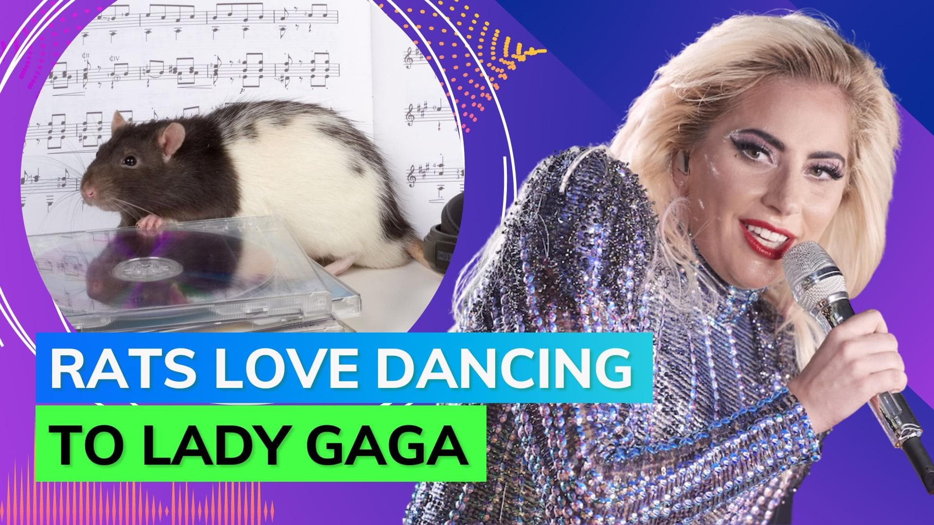 Research shows our favourite songs are also loved by rats which they can't stop dancing to