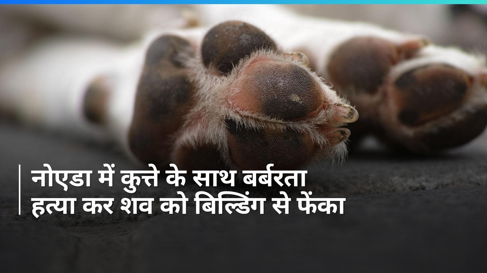 UP के Noida में कुत्ते के साथ बर्बरता, हत्या के बाद 15वीं मंजिल से नीचे फेंका