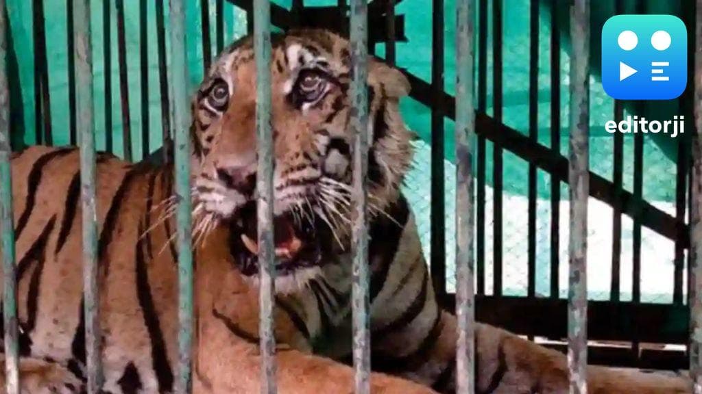 A tiger tied to two deaths in Chandrapur was safely captured