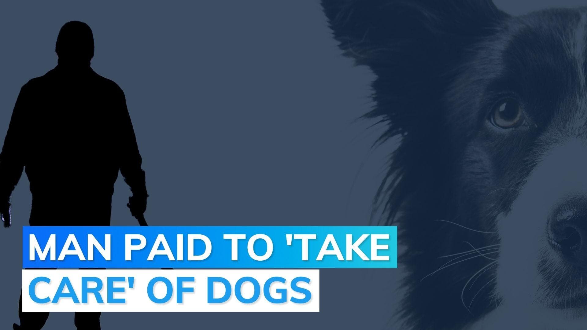 South Korean man starves 1000 abandoned dogs to death: reports