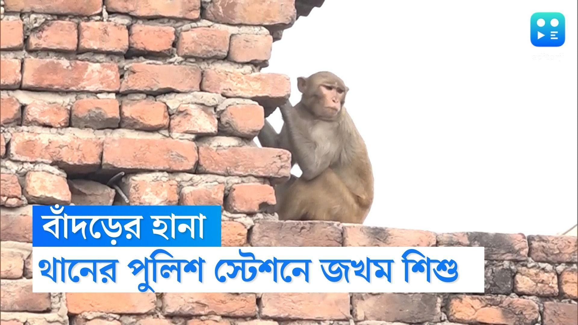 Thane News : মায়ের কোল থেকে শিশু ছিনিয়ে নেওয়ার চেষ্টা, বাঁদরের হামলায় হুলস্থুল কাণ্ড থানায় 